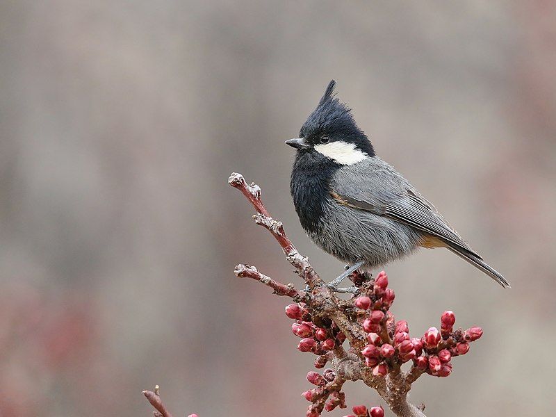 Rufous-naped_tit__15