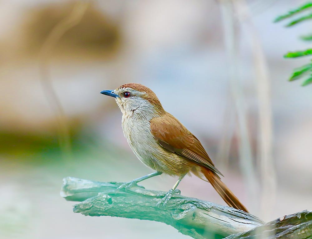 Rufous-tailed Palm Thrush