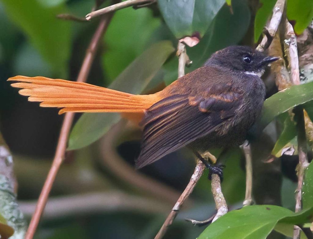 Rufous-Tailed Fantail