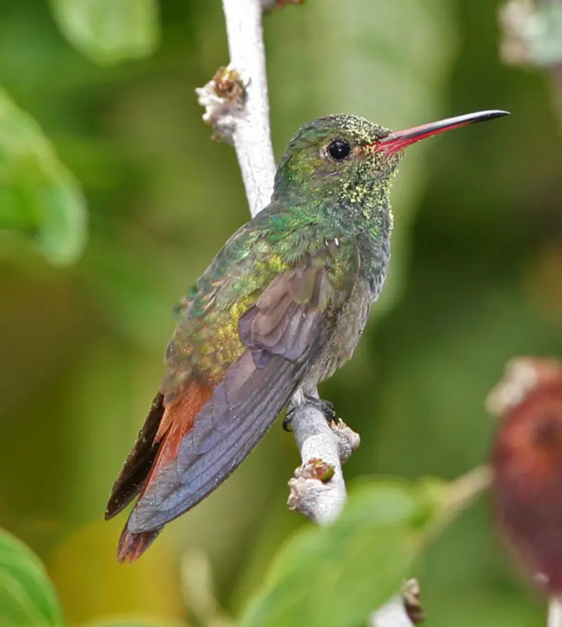 Rufous-tailed_hummingbird__13