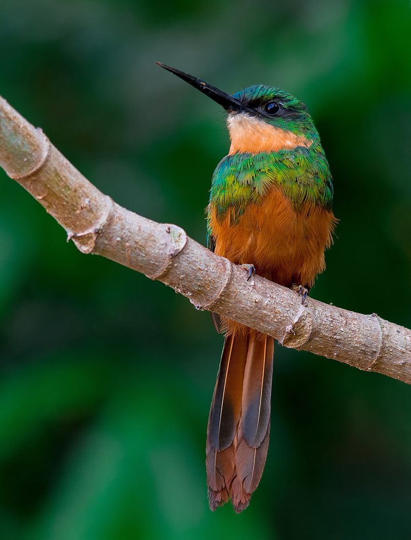 Rufous-tailed_jacamar__3