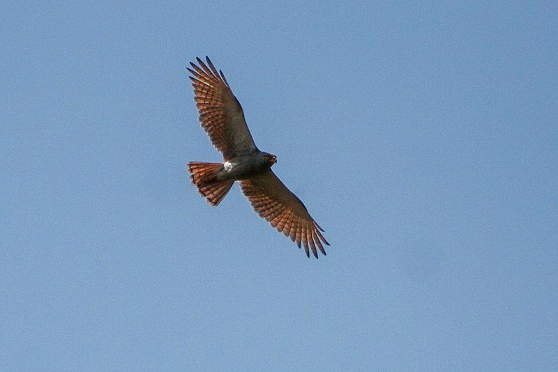 Rufous-winged_buzzard__9