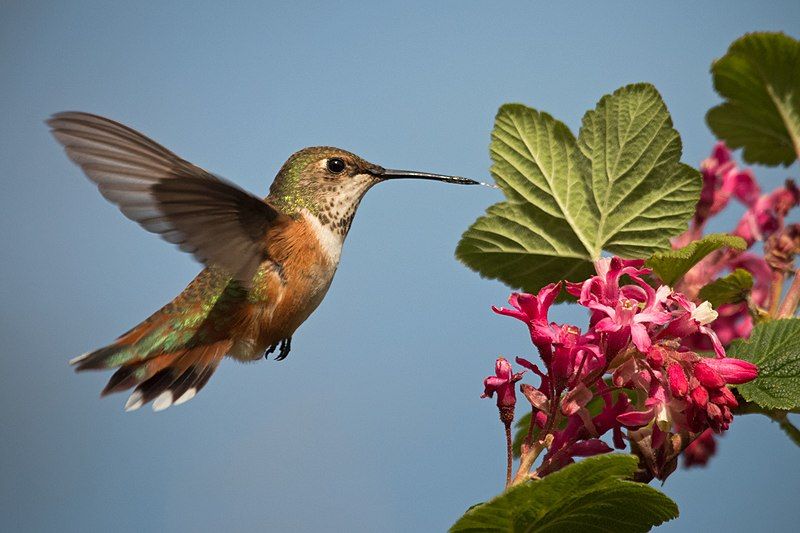 Rufous_hummingbird__16