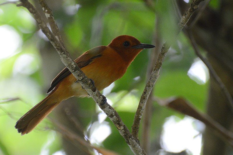 Rufous_paradise_flycatcher__2