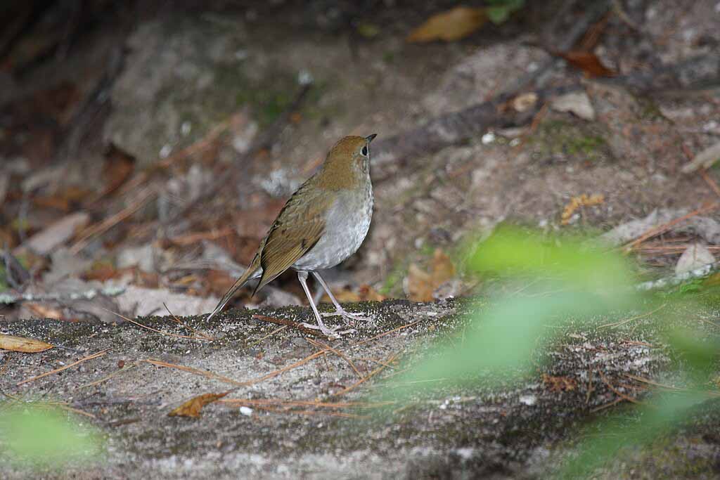 Russet Nightingale-Thrush