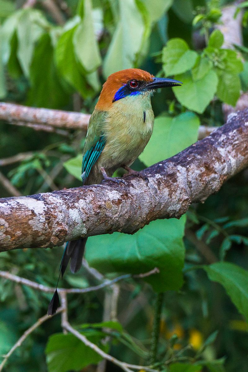 Russet-crowned_motmot__1