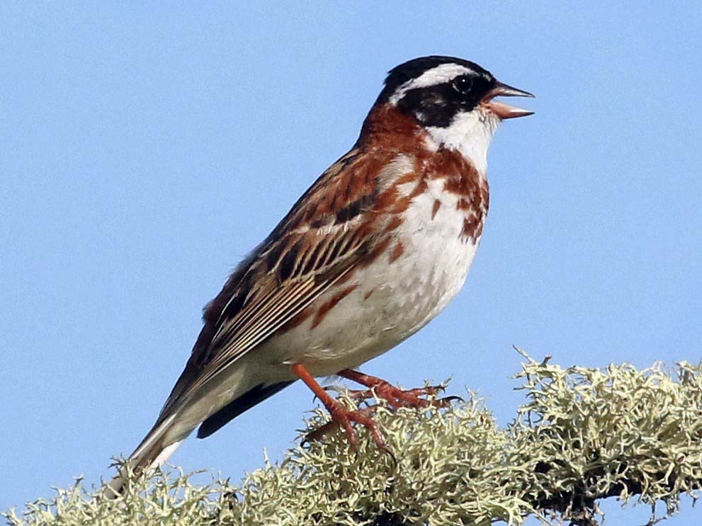 Rustic Bunting