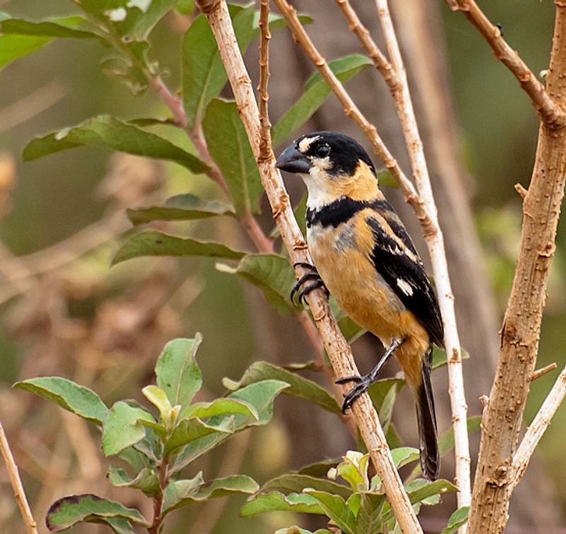 Rusty-collared_seedeater__40