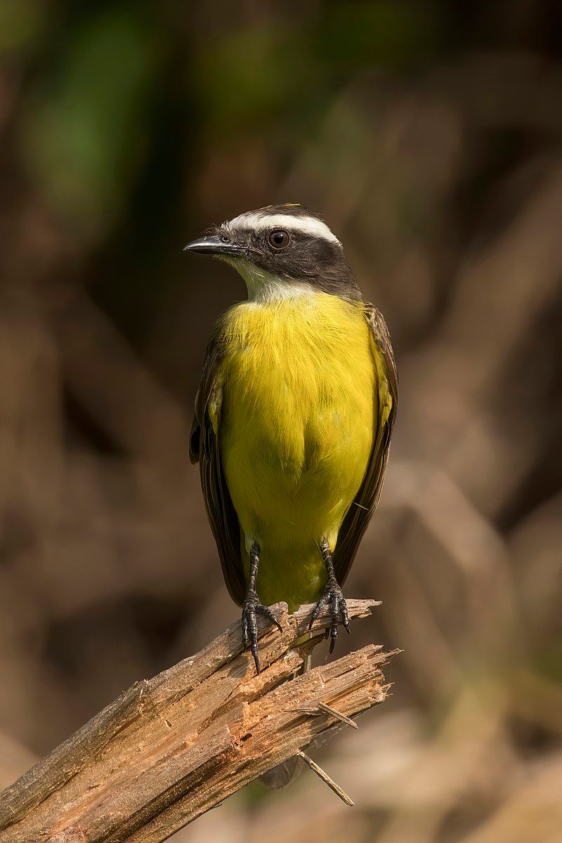 Rusty-margined_flycatcher__17