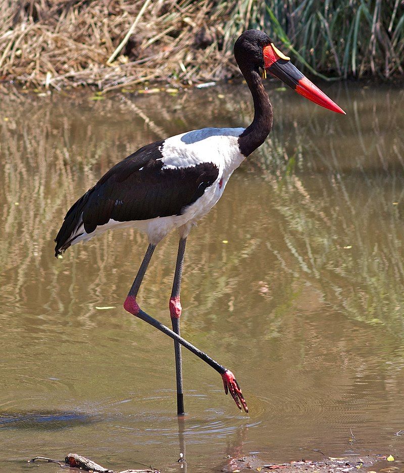 Saddle-billed_stork__10