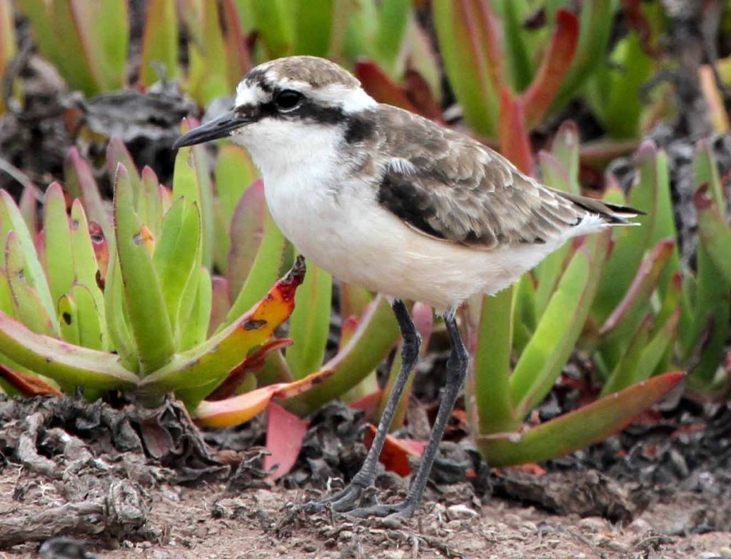 Saint Helena plover