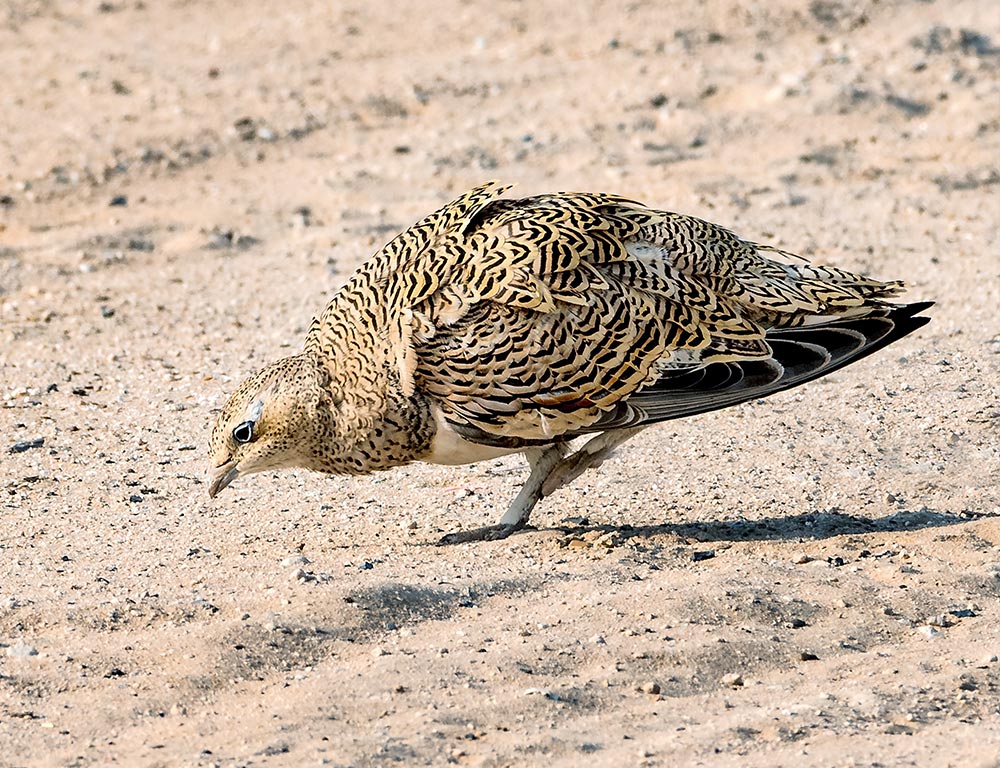 Sandgrouse