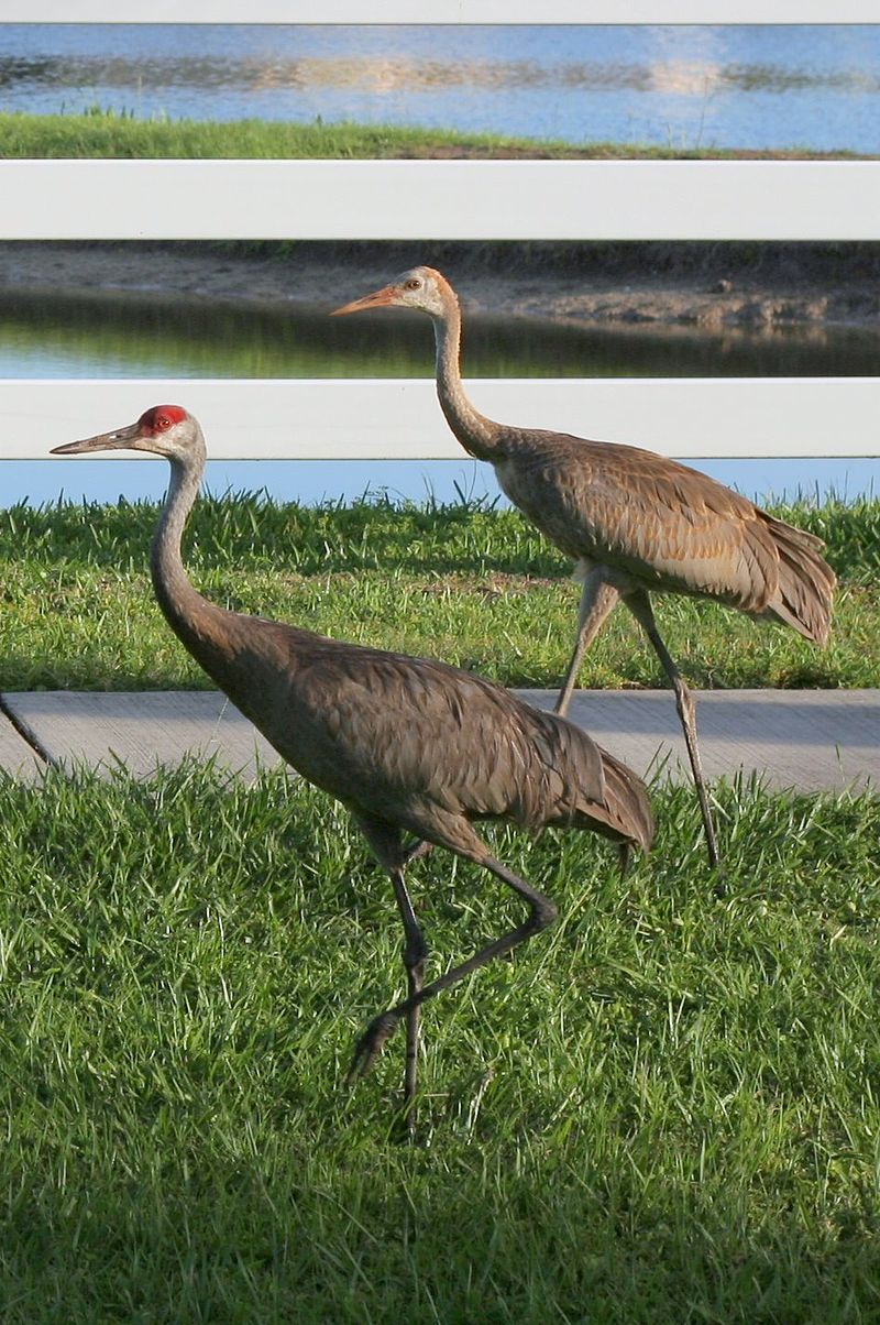 Sandhill_crane__13