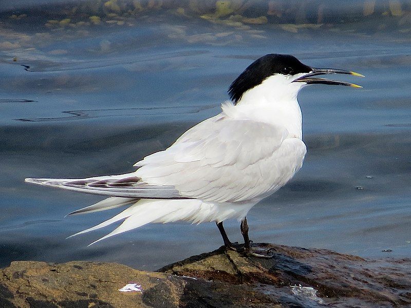 Sandwich_tern__11