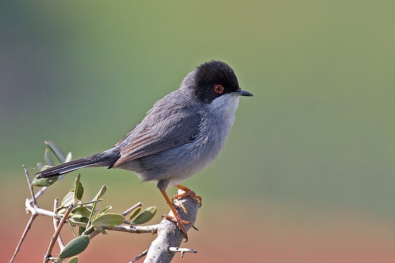 Sardinian_warbler__9