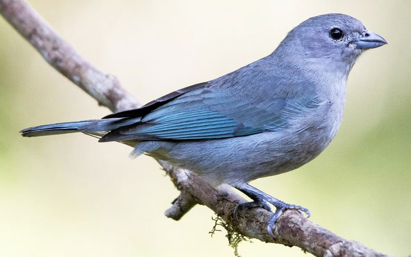 Sayaca tanager