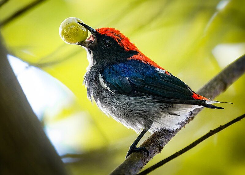 Scarlet-backed_flowerpecker__19