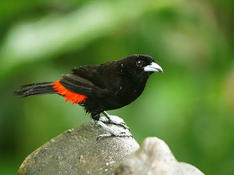 Scarlet-rumped_tanager__15