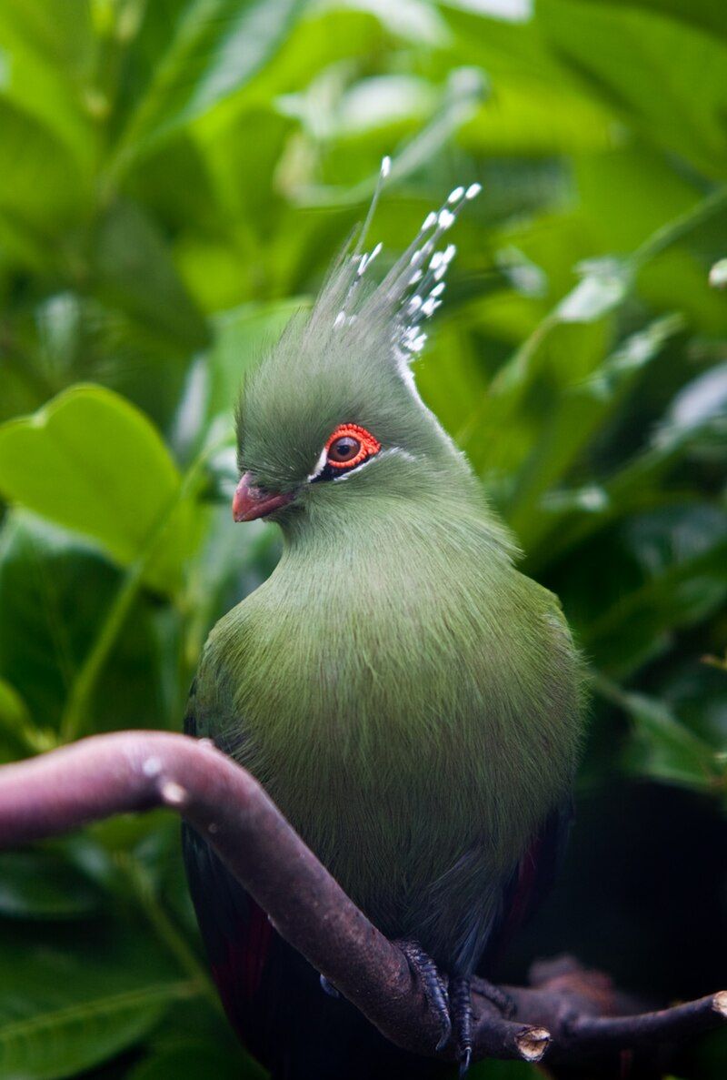 Schalow's_turaco__13