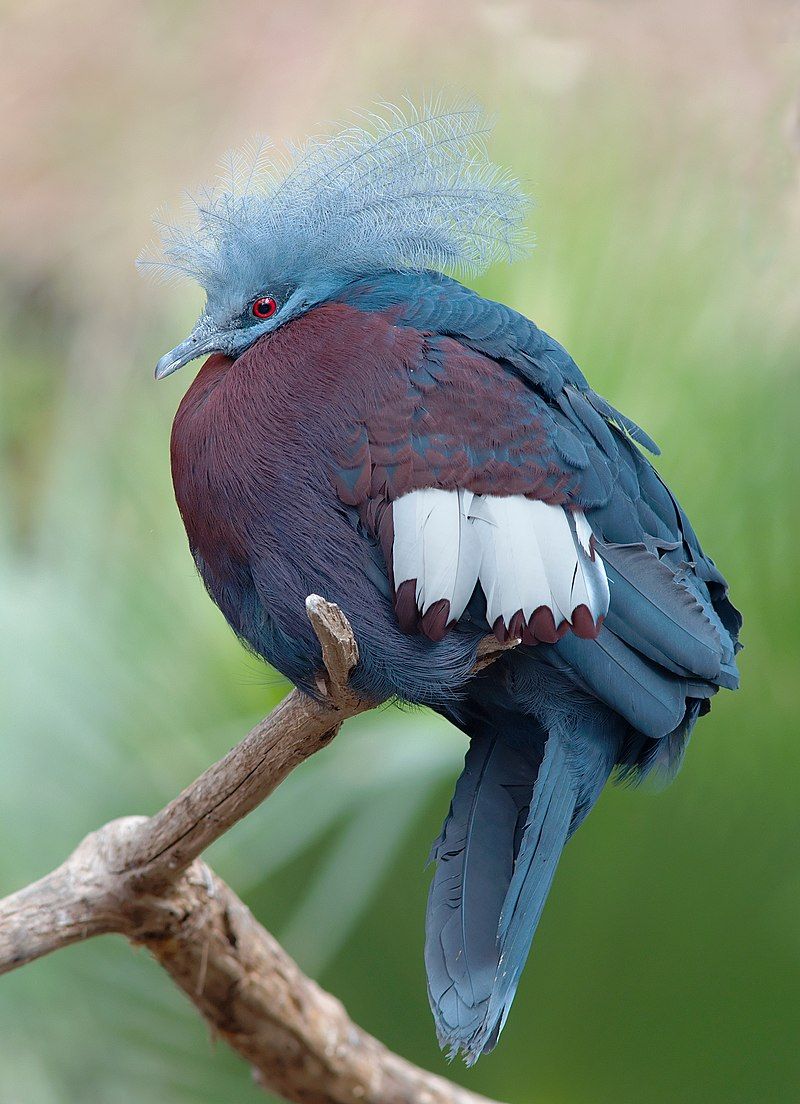 Scheepmaker's_crowned_pigeon__15