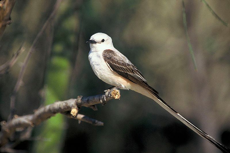 Scissor-tailed_flycatcher__2