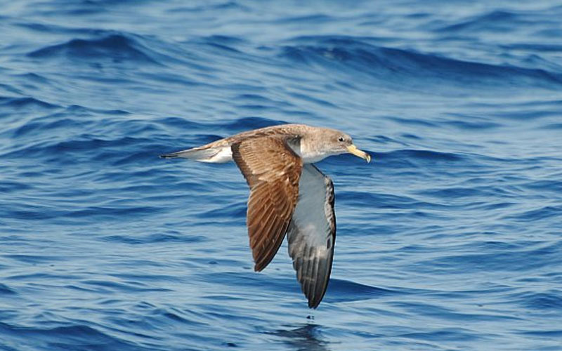 Scopoli's Shearwater