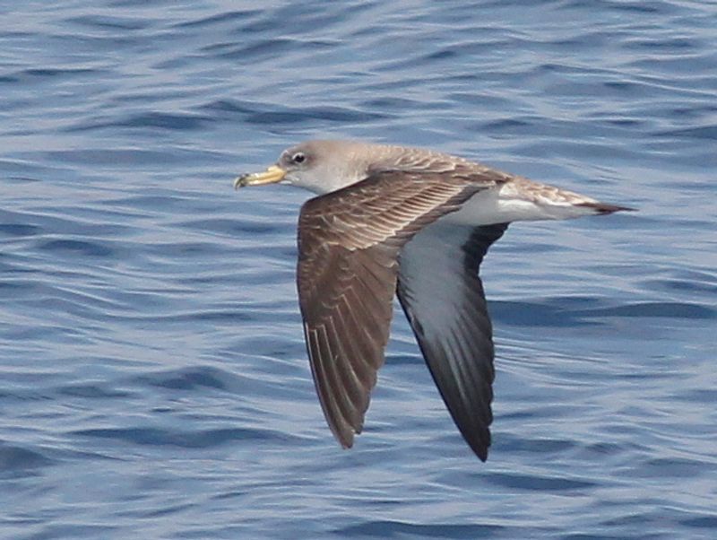 Scopoli's_shearwater__20