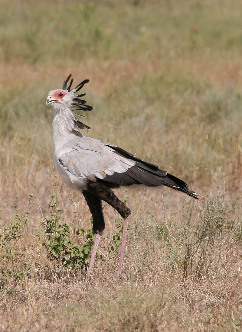 Secretarybird__4