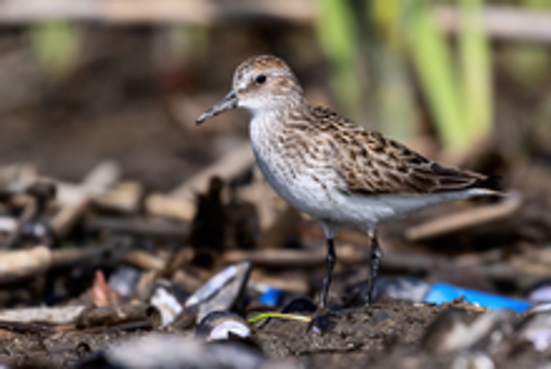 Semipalmated_sandpiper__27