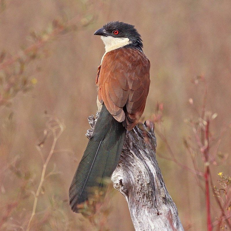 Senegal_coucal__1