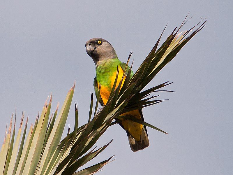 Senegal_parrot__4