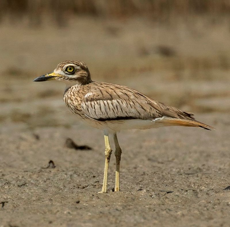 Senegal_thick-knee__2