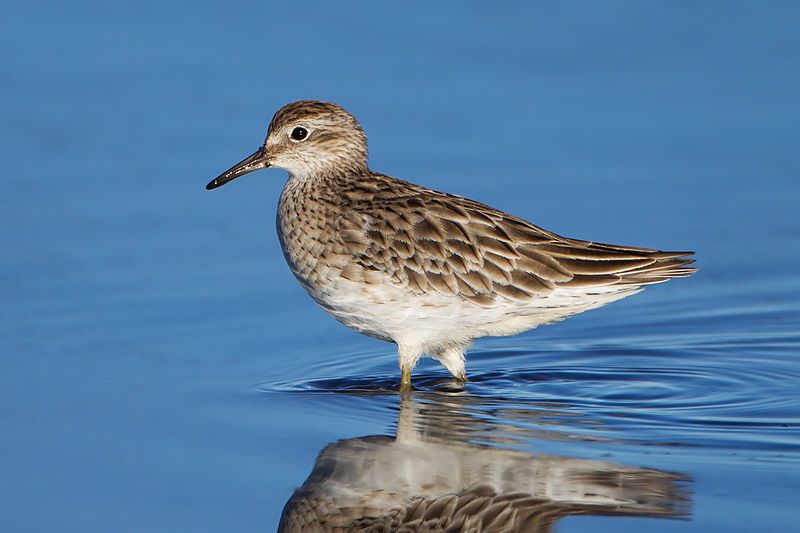 Sharp-tailed_sandpiper__10