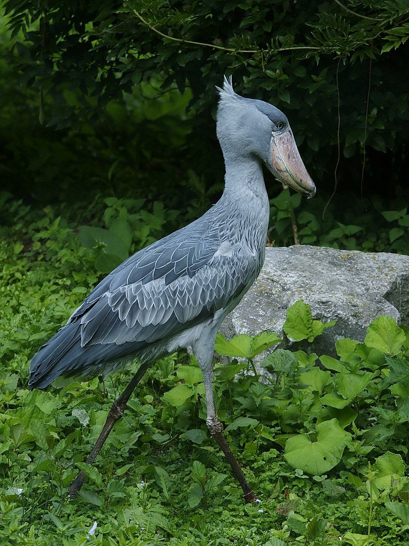 Shoebill__14