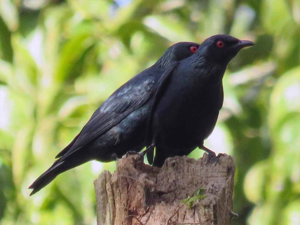 Short-Tailed Starling