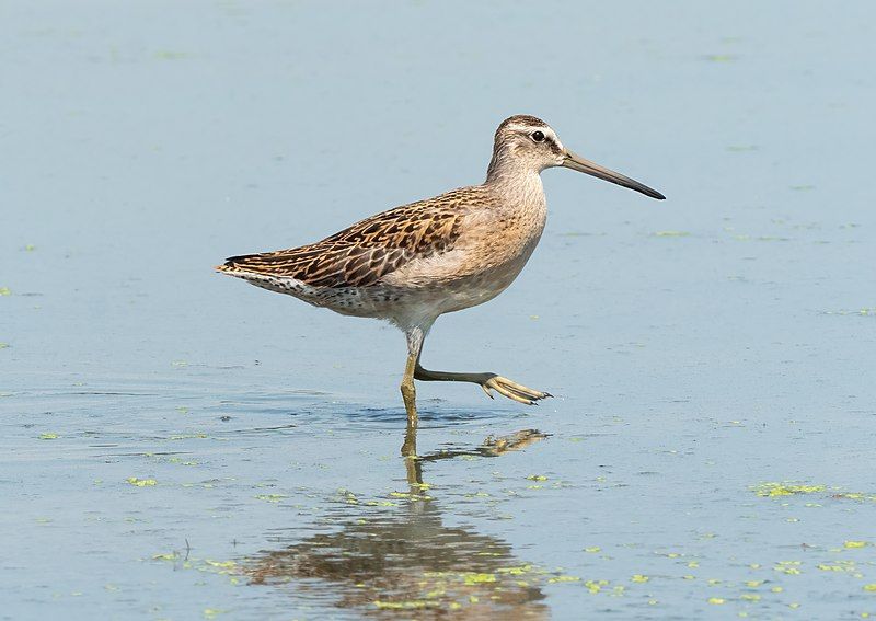 Short-billed_dowitcher__14