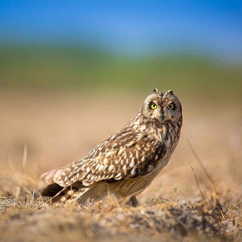 Short-eared_owl__17