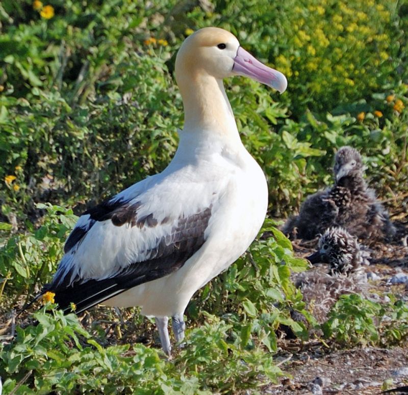 Short-tailed_albatross__20