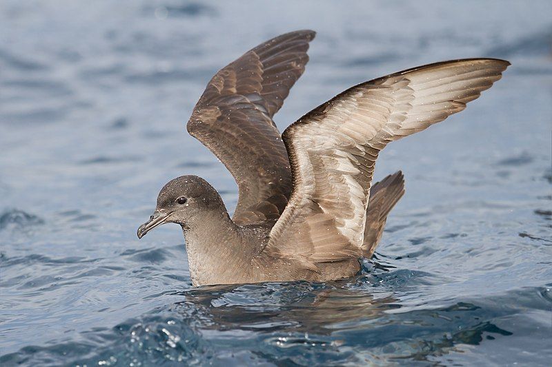 Short-tailed_shearwater__12