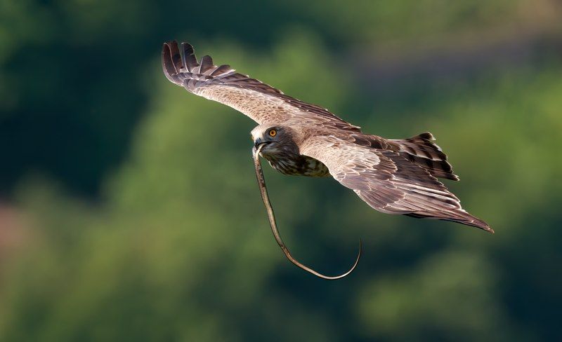 Short-toed_snake_eagle__12