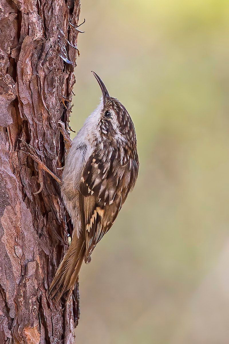 Short-toed_treecreeper__12