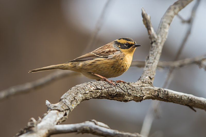 Siberian_accentor__3