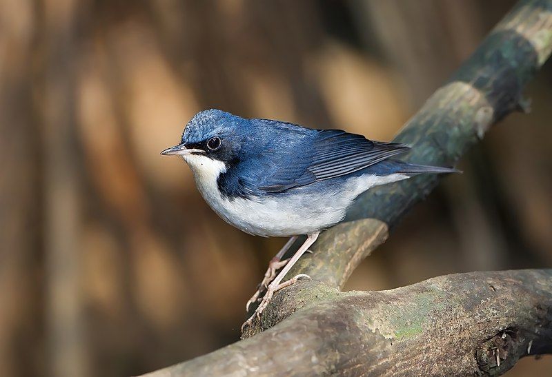 Siberian_blue_robin__10