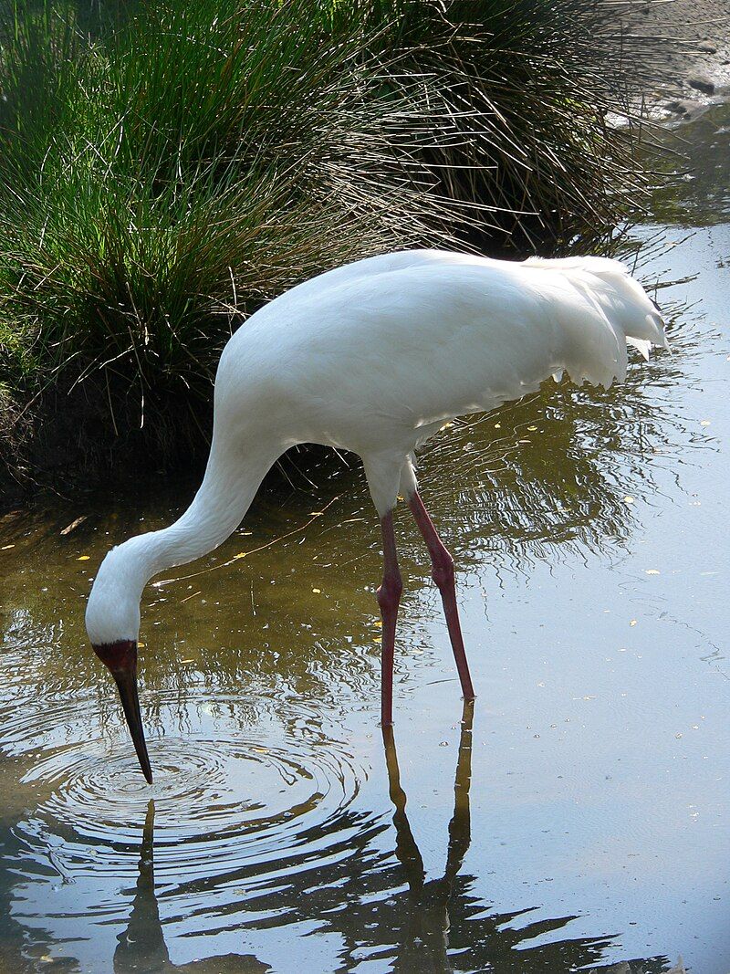 Siberian_crane__1