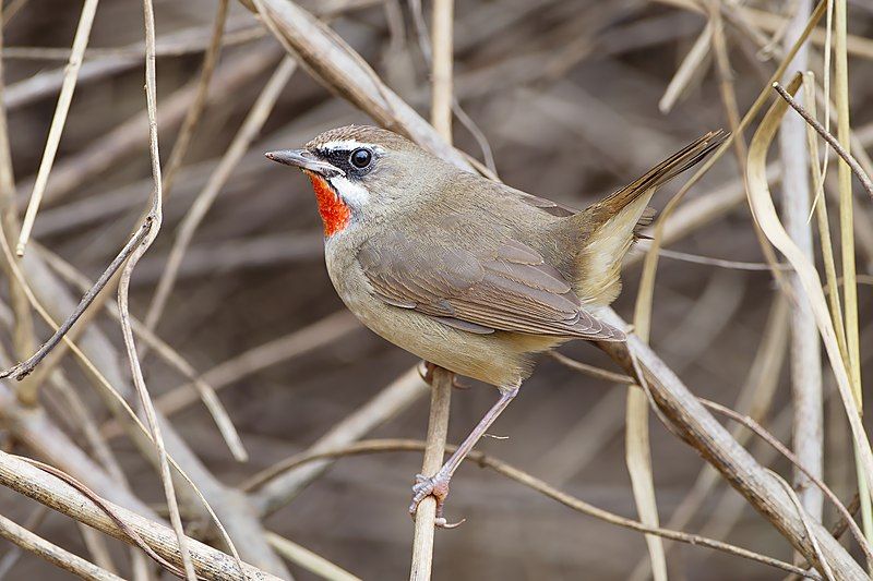 Siberian_rubythroat__36