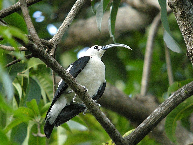 Sickle-billed_vanga__18