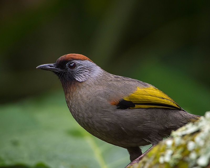 Silver-eared_laughingthrush__14