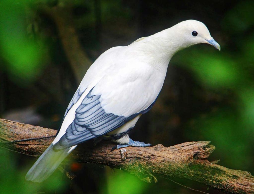 Silver-tipped imperial pigeon