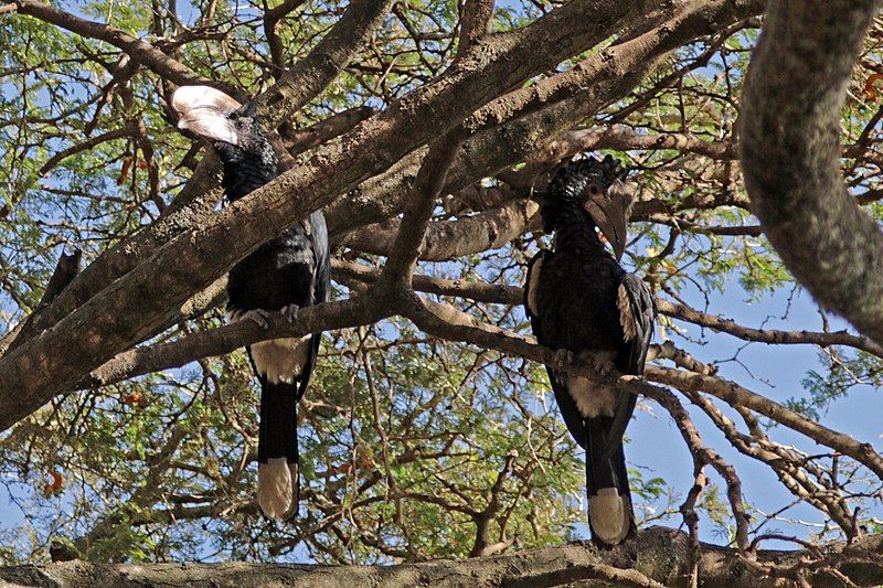 Silvery-cheeked_hornbill__10