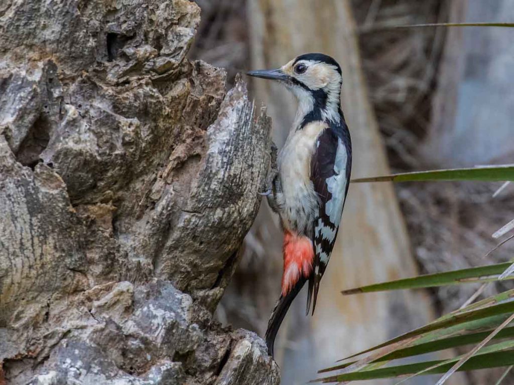 Sind Woodpecker